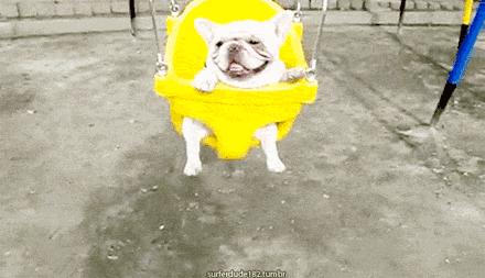 一梦谈狗:听说你喜欢法国斗牛犬,那你了解它么?