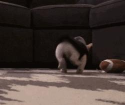 一梦谈狗:听说你喜欢法国斗牛犬,那你了解它么?