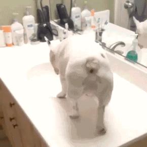 一梦谈狗:听说你喜欢法国斗牛犬,那你了解它么?