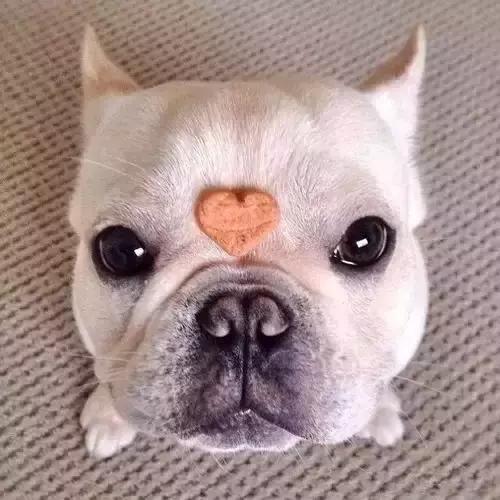 一梦谈狗:听说你喜欢法国斗牛犬,那你了解它么?