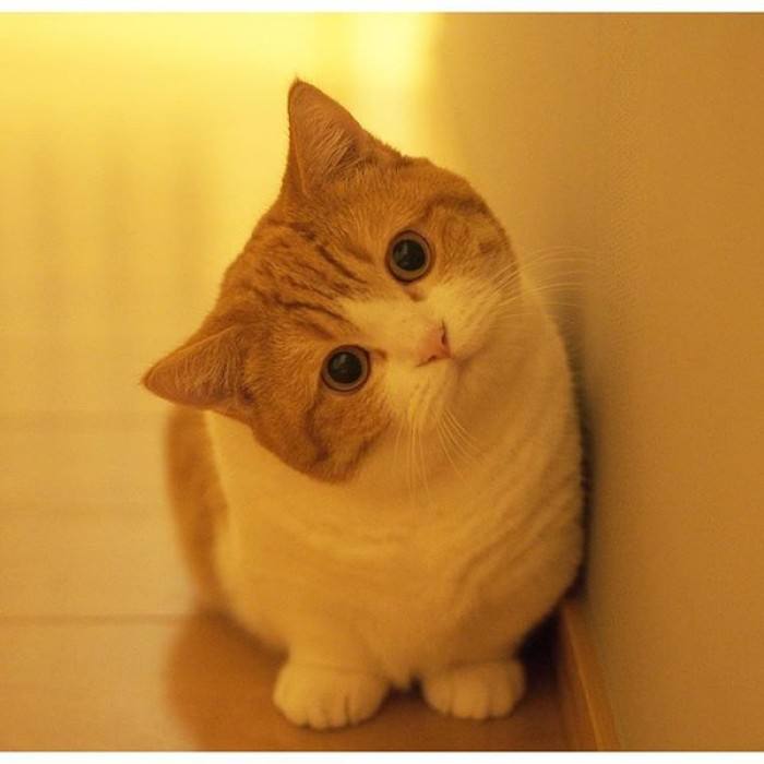 猫的品种哪个最便宜,猫的种类和价格排序