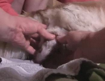 哈士奇从幼崽长大成大狗需要多久,哈士奇与各种狗生的崽