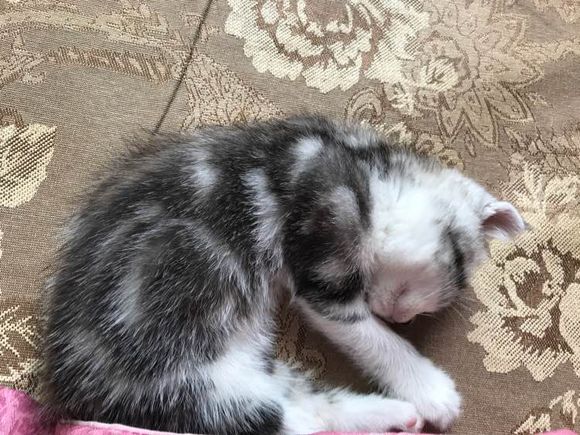 去猫舍，2800入手一只英短猫，喂养一周后，我们的噩梦开始了！