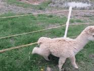 秘鲁神兽来袭，能给你的绝不只是表情包