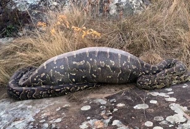 5米长的巨蟒离奇死亡，剥开肚子探索真相后惨不忍睹