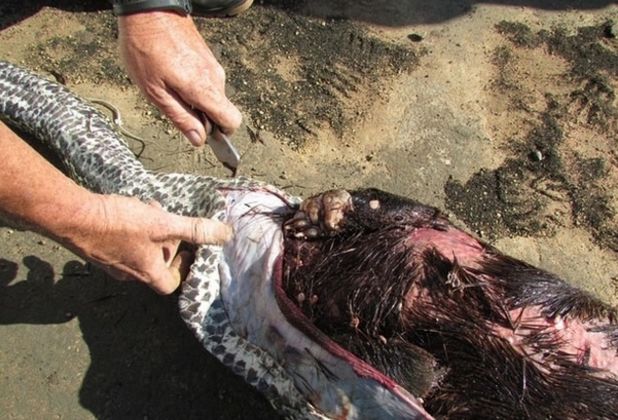 5米长的巨蟒离奇死亡，剥开肚子探索真相后惨不忍睹