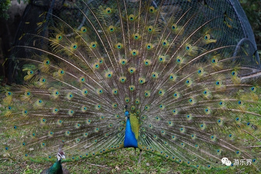 中国乐园大数据系列：广东省篇