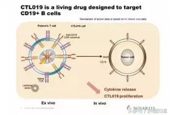 car-t最新治愈进展,三分钟深度了解cart疗法