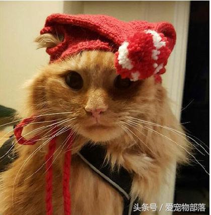 鍙互鎷夐洩姗囩殑鐚挭,浼氭媺闆﹪鐨勭尗