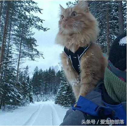 鍙互鎷夐洩姗囩殑鐚挭,浼氭媺闆﹪鐨勭尗