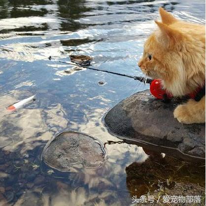 鍙互鎷夐洩姗囩殑鐚挭,浼氭媺闆﹪鐨勭尗