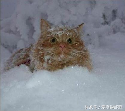 鍙互鎷夐洩姗囩殑鐚挭,浼氭媺闆﹪鐨勭尗