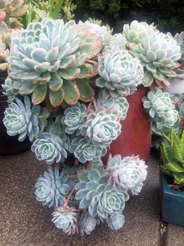 墨尔本多肉植物,多肉植物墨尔本