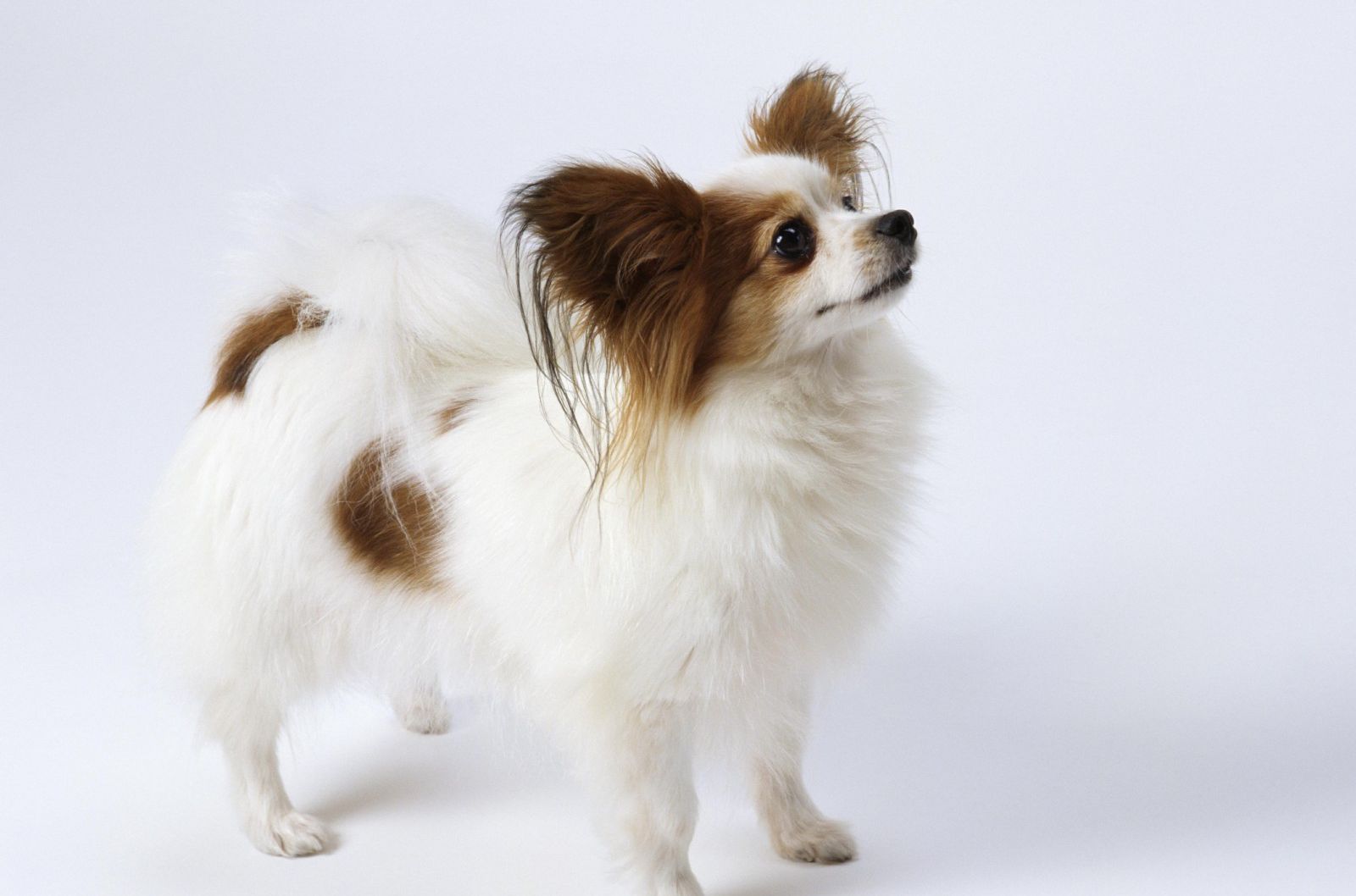 世界名犬排名前十名哪种最易训,十种名犬图及特色介绍