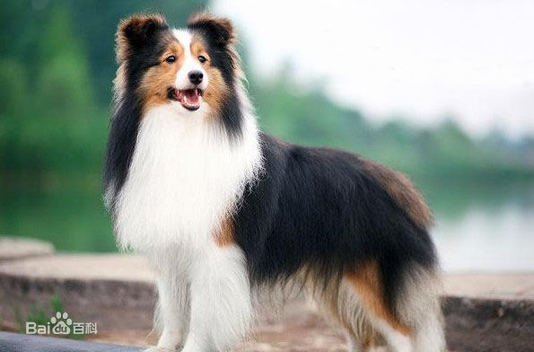 世界名犬排名前十名哪种最易训,十种名犬图及特色介绍