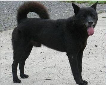 世界名犬排名前十名哪种最易训,十种名犬图及特色介绍