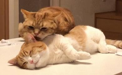 这对短腿兄妹猫，我可以在地上趴着看一整天