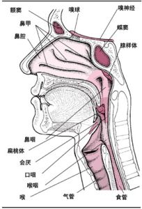 鼻子流出黄色的臭水是怎么回事,小孩有点淌鼻涕怎么预防