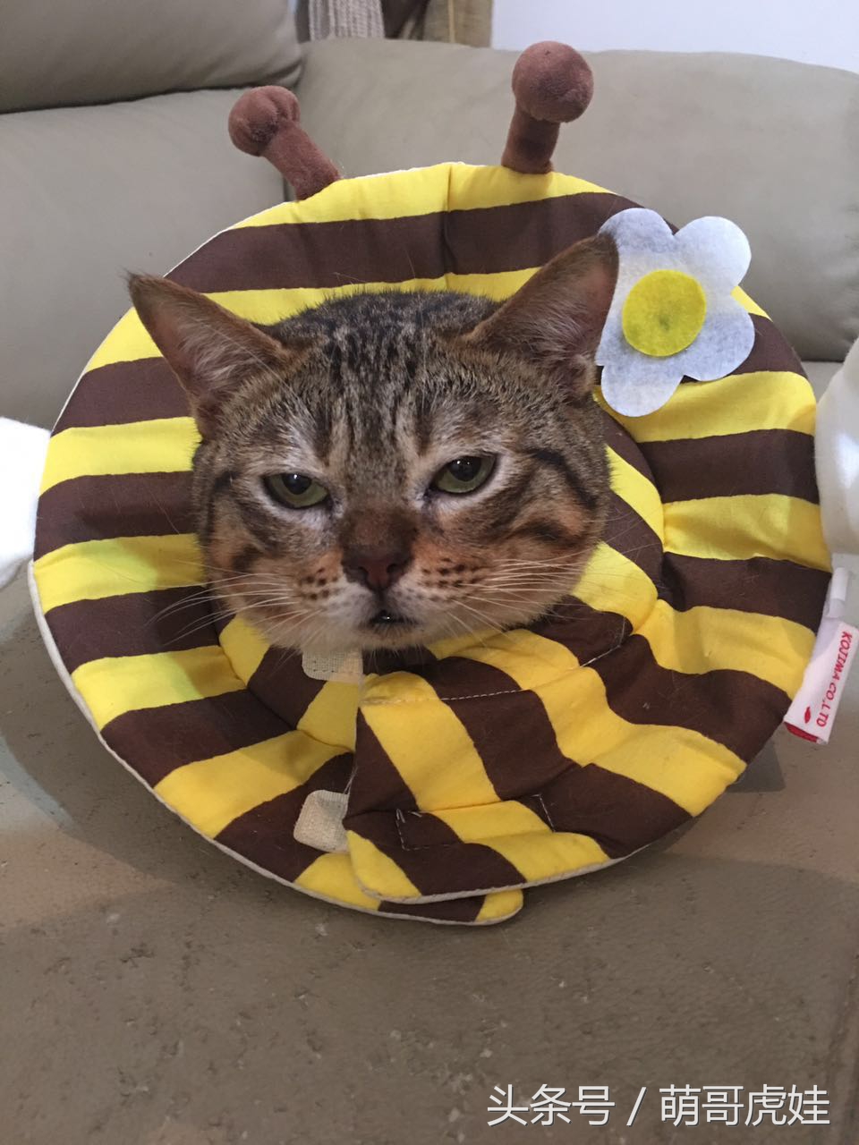 铲屎的给喵星人买了好多卖萌装备，小猫试穿后一脸懵莫名戳中萌点