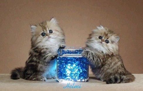 猫咪品种大盘点长毛猫篇,不掉毛猫咪的品种大全