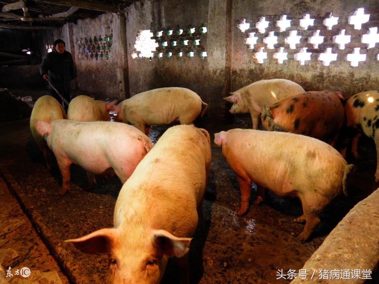 如何防治猪的传染病,如何防治猪口蹄病