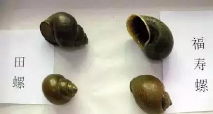 孕妇误食福寿螺导致流产,孕妇误食福寿螺