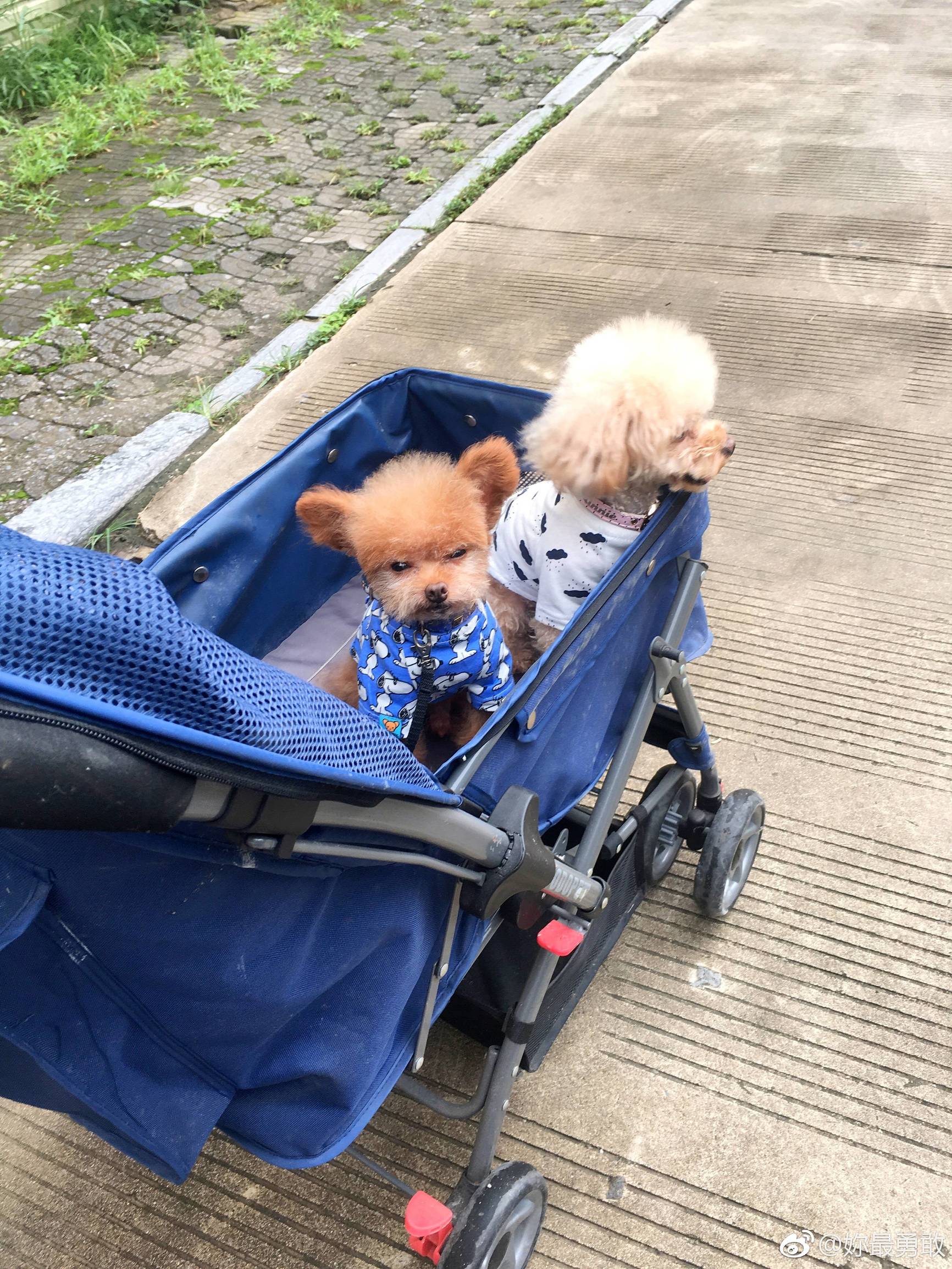 立耳泰迪和飞耳泰迪哪个好,飞耳泰迪和裁耳泰迪怎么区别