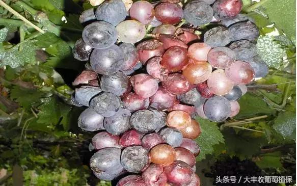 葡萄出现黑点然后慢慢扩大腐烂,葡萄出现絮状物