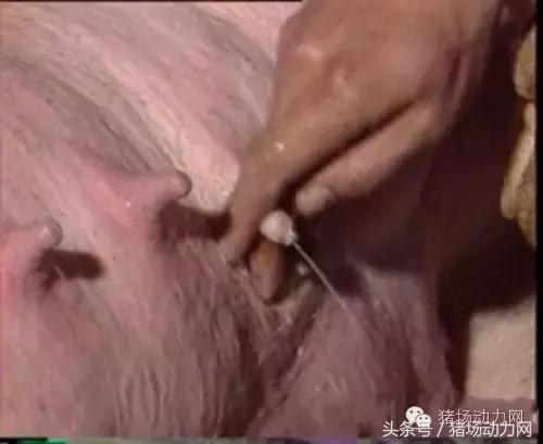 母猪分娩期的管理,接产期间减少母猪死胎的对策