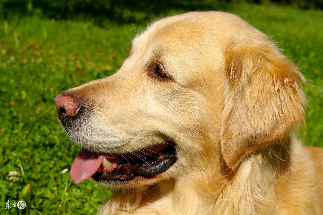 金毛不爱吃蔬菜和水果怎么办,金毛不爱吃饭吃什么药