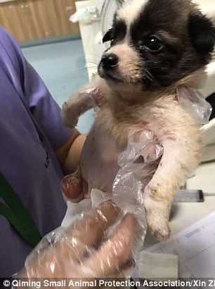 狗狗截肢后狗狗反应,没满月的小狗狗摔地上了