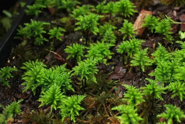 苔藓儿童科普,关于苔藓的小知识