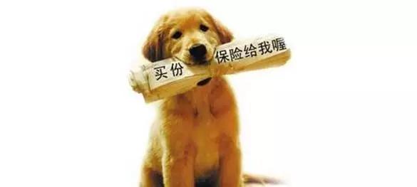 家养狗狗因为没买宠物险,闯祸以后,狗主人面临赔偿一筹莫展,该怎么给狗狗投保,看了这个你就全知道