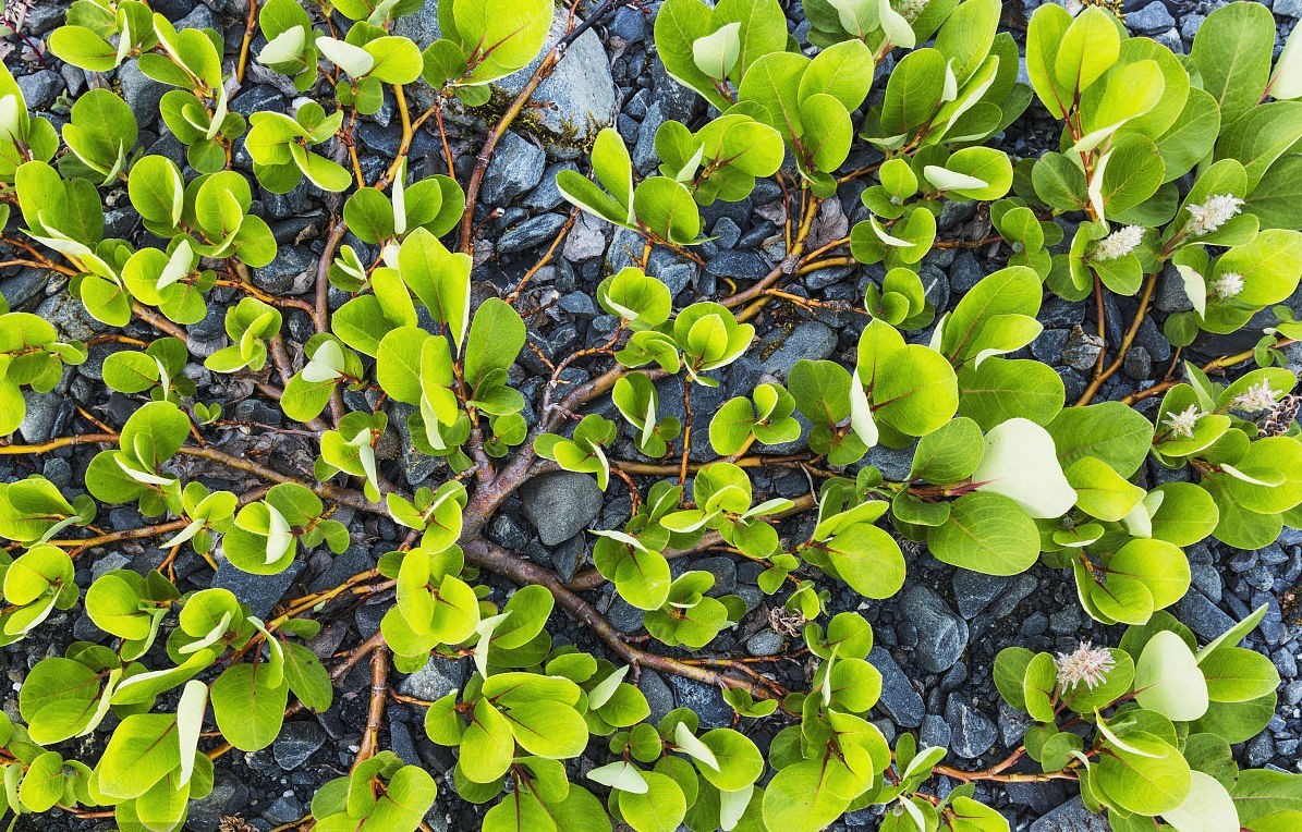 世界最高树是什么树,世界最高的树是啥树