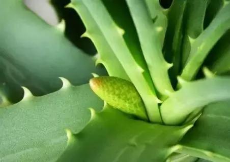 生活妙招：花友们自己制作芦荟面膜