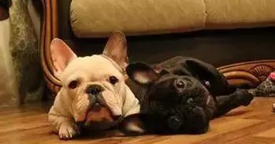 一梦谈狗:听说你喜欢法国斗牛犬,那你了解它么?