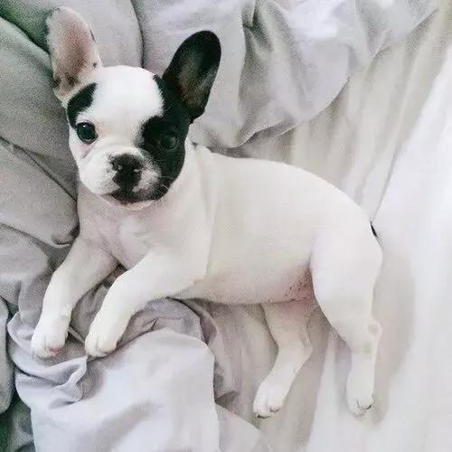 一梦谈狗:听说你喜欢法国斗牛犬,那你了解它么?