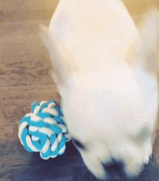 一梦谈狗:听说你喜欢法国斗牛犬,那你了解它么?