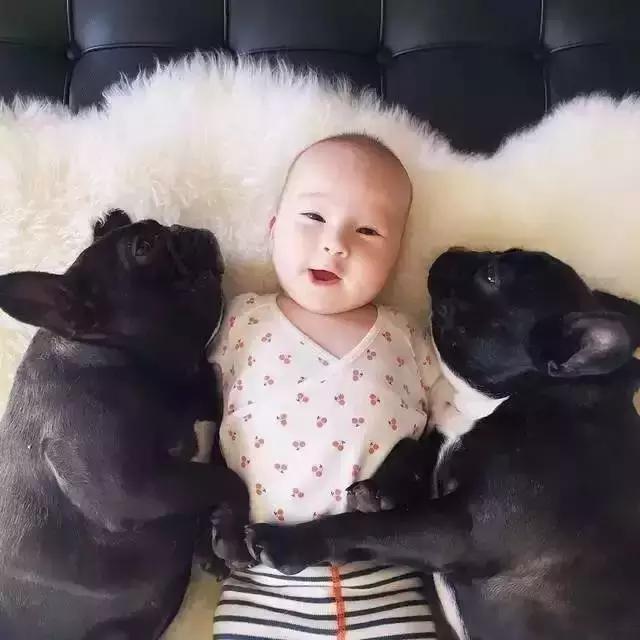 一梦谈狗:听说你喜欢法国斗牛犬,那你了解它么?