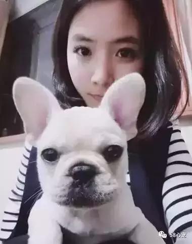 一梦谈狗:听说你喜欢法国斗牛犬,那你了解它么?