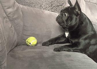 一梦谈狗:听说你喜欢法国斗牛犬,那你了解它么?