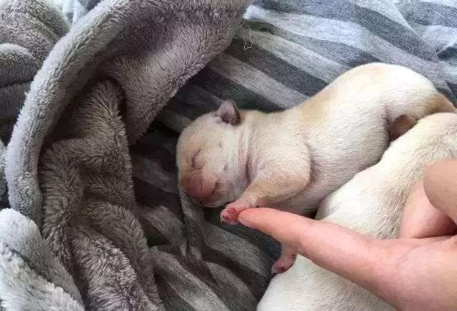 一梦谈狗:听说你喜欢法国斗牛犬,那你了解它么?