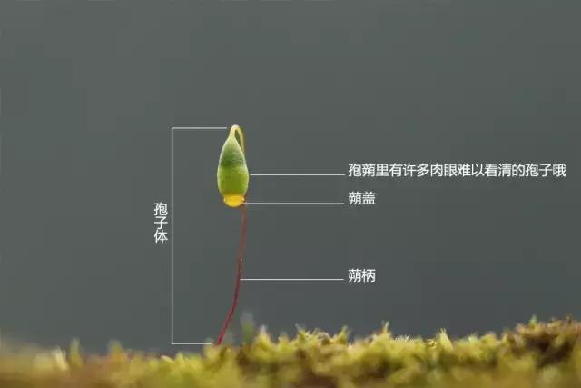 苔藓儿童科普,关于苔藓的小知识