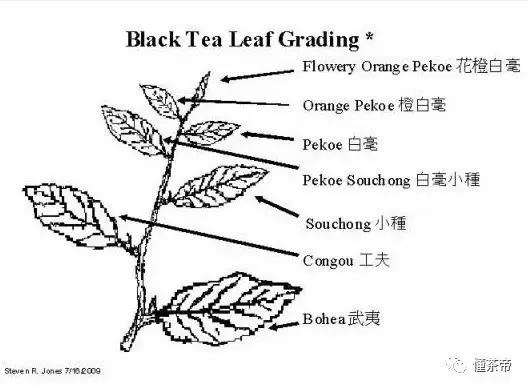 传统祁红这么碎,是正常还是低端货?