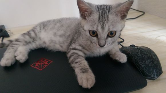 去宠物市场,1200买下只英短猫,喂养两月后,我们的噩梦开始了!