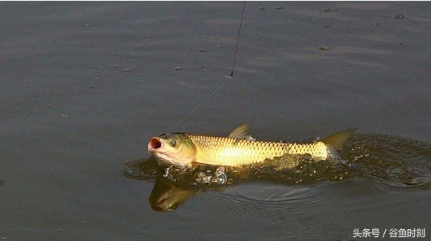 钓鱼小药也应灵活掌握,教你一个实用的钓鱼小药