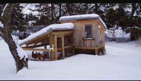 农村养鸡技巧视频新手,养鸡用什么方法鸡才健康