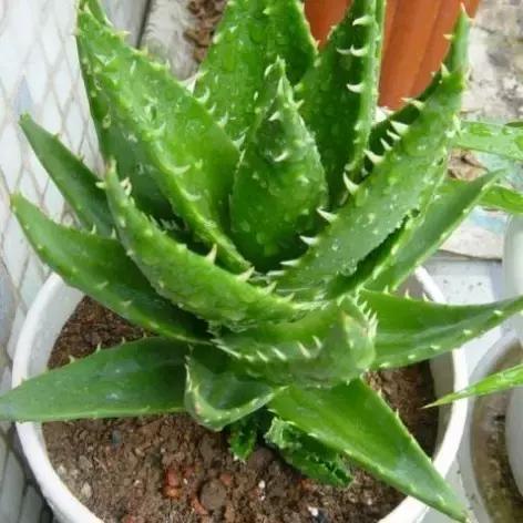 生活妙招：花友们自己制作芦荟面膜