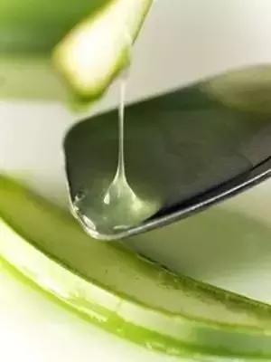 生活妙招：花友们自己制作芦荟面膜