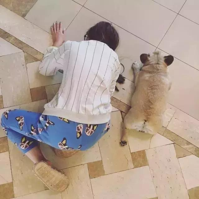 一梦谈狗:听说你喜欢法国斗牛犬,那你了解它么?